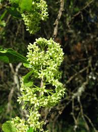 Image result for Maytenus undata