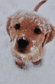 Pin By Laura Mcdougal On Smiling Cute Animals Cute Dogs Baby Animals Puppy hd wallpaper available in different dimensions.