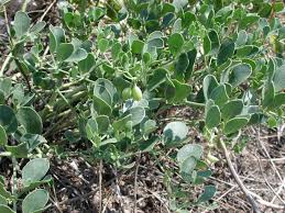 Image result for Capparaceae