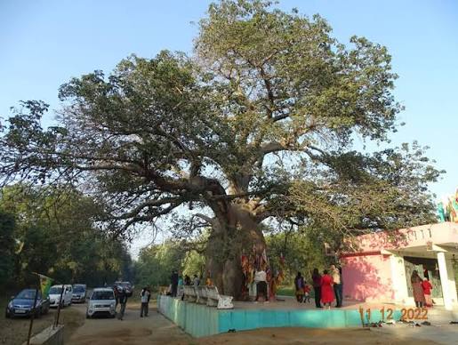 Historic Baobab tree at Wai Heritage Walk