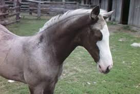 Buckskin horses for sale rare horses dressage horses wild horses rare horse colors horse coat colors horse photos horse pictures most beautiful horses. Horse Color Akhal Teke Association Of America