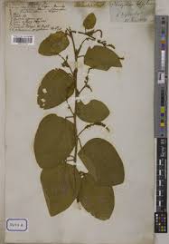 Image result for Polhillides