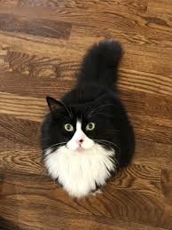 Smokin Kedi Tuy Doker Mi 2020 Smokin Kedi Kedi Norvec Orman Kedisi