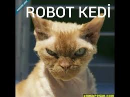 Sudan Korkan En Sayko 8 Kedi Videosu Funny Cat Videos Youtube