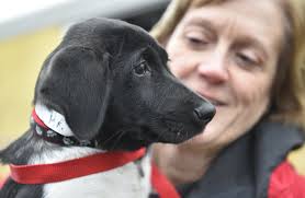 Soda Pop puppies' mom is headed to CNY to find a new home, 'She's an  amazing dog'