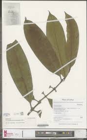 Image result for Craterispermum