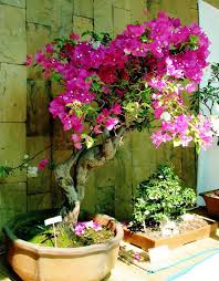 Proflowers also offers a kit just for beginners, which includes an outdoor juniper bonsai, a humidity tray and pebbles, an instruction booklet and a pair of. Growing Bonsai Bonsai Tree Care For Beginners The Old Farmer S Almanac