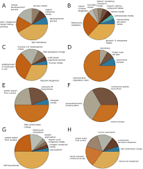 pie chart of the summarized gene ontology go terms for