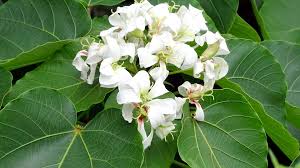 Image result for Vernicia