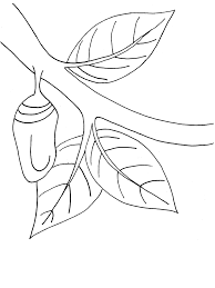 Download butterfly coloring pages and butterfly wings will become a painting canvas for your little artists. Monarch Butterfly Chrysalis Coloring Book Page