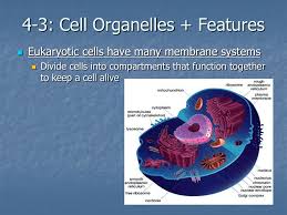 What is the role of the nucleus of a eukaryotic cell. 4 2 Parts Of A Eukaryotic Cell
