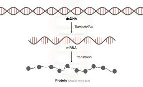 Dna Vs Rna Differences And Similarities Genetic Education Dna Dna Polymerase Dna Molecule