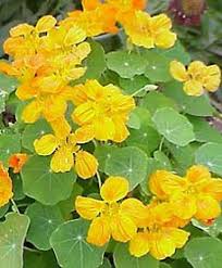 Check spelling or type a new query. Edible Landscaping Edible Of The Month Nasturtium Garden Org
