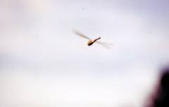 Though machines may differ in form, they are usually built on the same scale as these flying creatures. What Does Ornithopter Mean In Greek