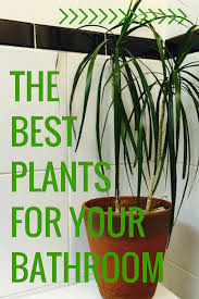 The 10 Best Plants For Your Bathroom Tropical Home Decor Cool Plants Bathroom Plants