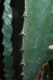 Image result for Silene abyssinica