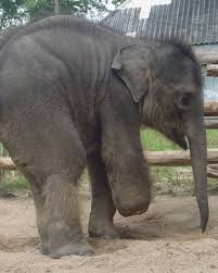 Baby elephant shows resilience and hope