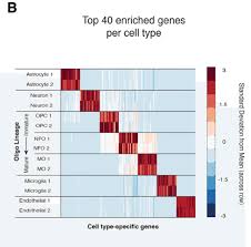 Image result for bioinformatics heatmap