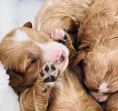 Check spelling or type a new query. About The Cavapoo Breed Maple Hill Doodles Ohio