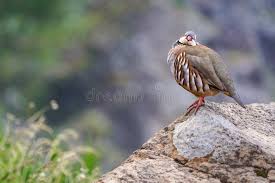 Image result for Alectoris rufa