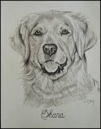 Dessin De Golden Retriever Au Fusain Par Cindy Barillet Dessin De Chien Dessin Au Fusain Dessin Chien