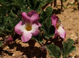 Image result for Harpagophytum zeyheri