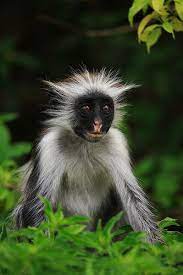 Red Colobus Monkey Animals Beautiful Animals Wild Rare Animals