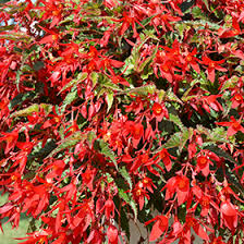 Image result for Begonia wollastonii