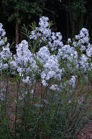 Amsonia Wild Blue Yonder