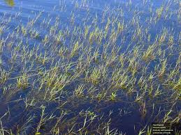 Image result for Panicum repens