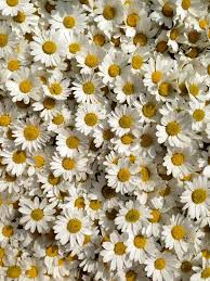 Papatya In 2020 Flower Aesthetic Daisy Wallpaper Flowers Nature
