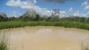 Image result for Chassalia umbraticola