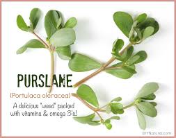 Image result for Portulaca oleracea