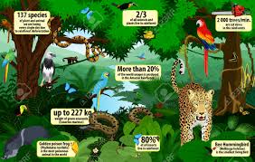 Interestingly, this region is hugely oozing with biodiversity as it contains more than half of the world's plant and animal species. Vector Rainforest Infographic With Animals Illustration Green Royalty Free Cliparts Vectors And Stock Illustration Image 144835710