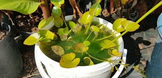 Image result for Caldesia parnassifolia