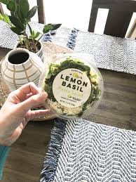 What I Ve Been Eating Lately Basil Pasta Salad Lemon Basil Pasta Basil Pasta