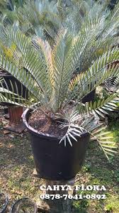 Salah satu cara memperbanyak tanaman hias jenis sikas yaitu dengan memisahkan tunas anakan yang tumbuh pada bagian pangkal pohon sikas. Jual Pohon Ence Lehmanii Harga Tanaman Encephalartos