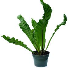Image result for Asplenium uschiae