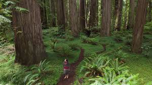 The association of nature and forest therapy guides and programs is the most experienced global leader promoting the development and practice of forest therapy. Take A Walk In The Woods Doctor S Orders The New York Times