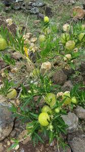 Image result for Gomphocarpus semilunatus