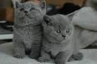 Available Kittens - British Shorthair