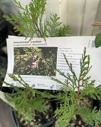 Image result for Calocedrus decurrens