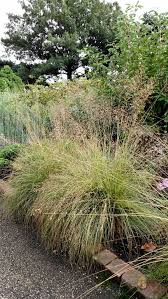 Image result for Sporobolus