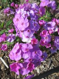 Monarch resting on coral creme drop phlox photo by trees today. Fabulous Garden Phlox Rotary Botanical Gardens