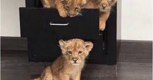 صور اسد أجمل صور الاسد ملك الغابة خلفيات اسود رائعة وجميلة جدا موقع حصري cute baby animals cute animals animals beautiful