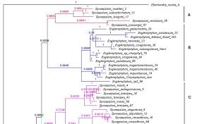 Image result for Synsepalum muelleri