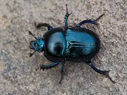 Country diary: the sacred giants of the dung-beetle world | Insects | The  Guardian