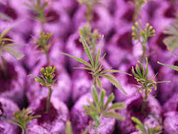 Get the latest tilray, inc. Oudkitluqj1igm