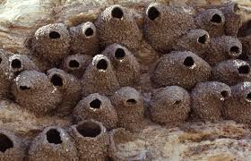 Birds That Make Nests Out Of Mud Swallow Nests On A Cliff Photographer Unknown Nest Bird Species Bird Feathers