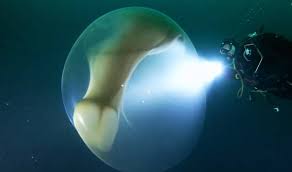 Workers have been tasked with removing the sea snot with nets, but it has been largely ineffective, the guardian reported. Divers Find Giant Squid Egg Sac In Norway S Deep Sea